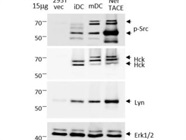 Great Antibody to Detect ERK through WB