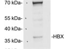 WesternSure Goat anti-Mouse HRP Secondary Antibody