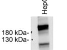 Good Goat anti-Rabbit HRP Secondary Antibody