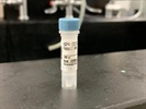 Time Course Effect of Chemoattractant on AQP4 Expression