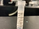 Time Course Effect of Chemoattractant on Rab21 Expression