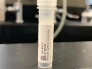 Good Detection of the FLAG Tagged Antibodies