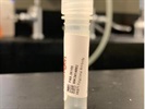 Highly-Specific AKAP5 Antibody