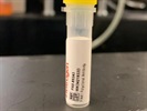 Efficient PINK1 Antibody