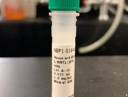 Great SIRT1 Antibody for Western Blot