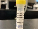Time Course Effect of Chemoattractant on IL-33 Expression