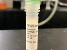 Highly Specific CACNA2D1 Antibody