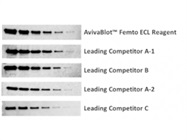 AvivaBlot™ Femto ECL Reagent