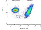 Bright CD31 Antibody Staining