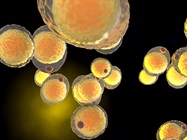 Tools and Techniques for Lipidomics Studies