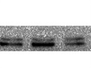 PFKFB3 Antibody Works Well for Western Blot