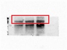 Great MCT4 Antibody for Western Blot