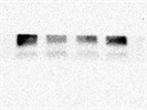 Good Phospho-Smad2 Antibody for Western Blot