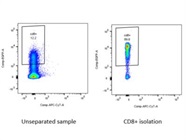 CD8+ T Cell Isolation Kit Works Well