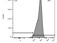Bright CD56 Antibody