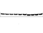 Excellent Beta Actin Antibody