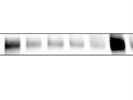 Recommended FN1 Antibody