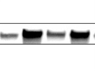 Excellent NRF1 Antibody