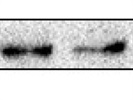 Excellent HIF-1a Antibody