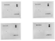 Reliable Cytokine Array for Cell Culture Media