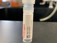 Efficient FceR1 Antibody for EMSA