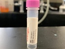 Time Course Effect on ST2 Polyclonal Antibody