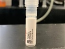 Good CD38 Antibody for WB