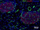 Good Insulin Antibody for Immunofluoresccence Microscopy
