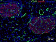 Good Insulin Antibody for Immunofluoresccence Microscopy