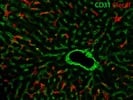 Great Clec4f Antibody for IF