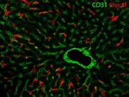 Great Clec4f Antibody for IF