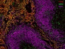 Good SIRPa (CD172a) Antibody for IF