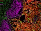 Good CD18 Antibody for IF