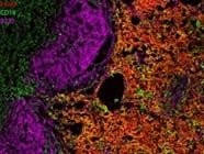 Good CD18 Antibody for IF