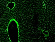 Great CD31 Antibody for IF