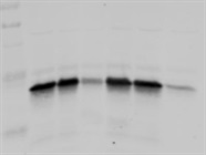 Great Ready-to-Use Antibody, No Background Bands