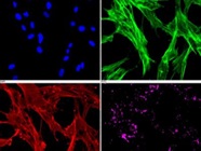 Nice Actin Antibody