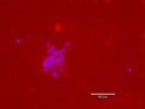 Great Antibody for PLA