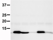 Really Good FKBP12 Antibody for Western Blot