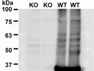 Good Antibody for Western Blot and Immunofluorescence Staining