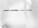 Great Loading Control with Cyclophilin B Antibody