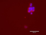 Great Antibody for Loading Control and PLA Control