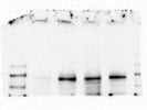 Good N-Cadherin Antibody for WB
