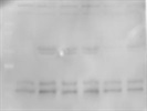 Good but Slightly Faint Antibody for WB