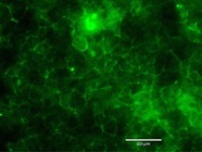 Best Antibody for Characterizing ECs