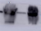 Excellent III Tubulin Antibody for WB