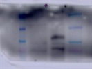Great Validation with VE-Cadherin Antibody