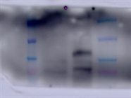 Great Validation with VE-Cadherin Antibody