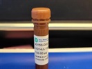 Time Saver Antibody from Sino Biological