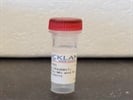 Anti-mCherry Antibody from Rockland